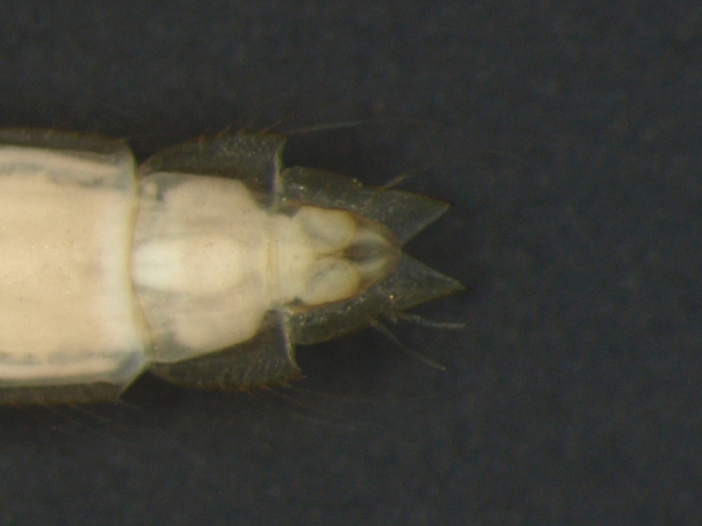 Chironomidae pupa
